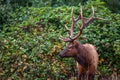 Roosevelt Bull Elk Standing in Front of Green Vines Royalty Free Stock Photo