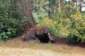 large root base with alcove at the base of a tree