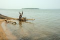 A large root of a fallen tree on the sandy shore of a large lake in the early morning Royalty Free Stock Photo