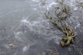 A large root of tree frozen in a lake