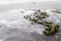 Large root of tree frozen in a lake