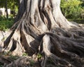 Large roots of a big tree