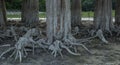 Large roots of an old tree above the ground. Cypress trees on a dry lake. Close-up Royalty Free Stock Photo