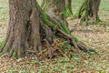 Tree roots with moss and autumn leaves Royalty Free Stock Photo