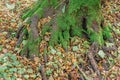 Large roots of old tree in autumn.Natural background. Beautiful intertwining roots of trees covered with moss and fall colorful Royalty Free Stock Photo