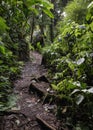 Large roots and lush green foliage in Costa Rica cloud forest
