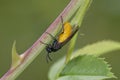 Large Rose Sawfly Royalty Free Stock Photo