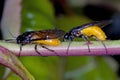 Large Rose Sawfly Arge pagana laying egg Royalty Free Stock Photo