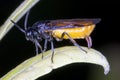 Large Rose Sawfly Arge pagana laying egg - ovipositor clearly visible Royalty Free Stock Photo