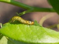 Large rose sawfly caterpillar eating rose leaves Royalty Free Stock Photo