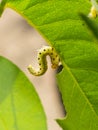 Large rose sawfly caterpillar eating rose leaves Royalty Free Stock Photo
