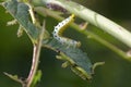 Large Rose Sawfly larvae Royalty Free Stock Photo