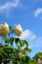 Large roses against a blue sky. Rose Bush on a background of green foliage. Flowering shrubs in the garden design Royalty Free Stock Photo