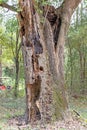 Large rotting oak tree