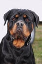 Large rottweiler