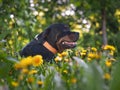 large Rottweiler dog resting in the green grass among the dandelions. Beautiful big dog on the nature