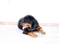 Large Rottweiler puppy lays in the sun