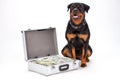 Large rottweiler and suitcase full of dollars.