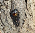 Large round amber smooth blob resin resin close up, ephemera on tree