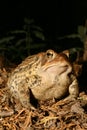 A large American Toad (Anaxyrus americanus) Royalty Free Stock Photo