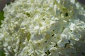 Large round arborescens lush white hydrangea flower on green bush. Perennial herb, sunny garden. Close-up Royalty Free Stock Photo