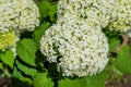 Large round arborescens lush white hydrangea flowers on green bush with big foliage. Perennial herb,  garden in sunlight Royalty Free Stock Photo