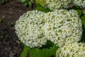 Large round arborescens lush white hydrangea flowers on green bush with big foliage. Perennial herb, summer garden, light of sun Royalty Free Stock Photo