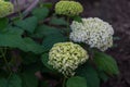 Large round arborescens lush white hydrangea flowers on green bush with big foliage. Perennial herb, summer Royalty Free Stock Photo