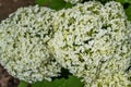 Large round arborescens lush white hydrangea flowers on green bush. Perennial herb, summer garden in light  sun Royalty Free Stock Photo