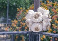 A large round bunch of dried garlic on fence against the backdrop of a sunny summer flowering garden Royalty Free Stock Photo