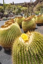 These large round cacti in Jardin de Cactus bloom with beautiful yellow flowers, Lanzarote, Spain