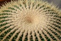 Large round cactus covered with long yellow thorns. Close-up top view