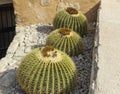 Large round cactus with hard, yellow spines in the Alicante greenhouse against the background stones on a spring day. Spain, Royalty Free Stock Photo