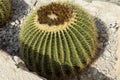 Large round cactus with hard, yellow spines in the Alicante greenhouse against the background stones on a spring day. Spain, Royalty Free Stock Photo