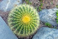 Large round cactus with yellow needles