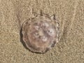 Large round circle translucent transparent jellyfish animal on sand beach. Dead sea ocean jelly fish on seashore ocean shore coast