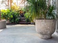 Large round concrete pot with green leaves on cement floor near the green tropical garden