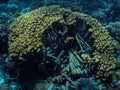 large round destroyed coral in the red sea