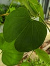 Large and round green leaves