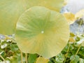 Large Round Green Leaves of Lotus Water Lily Plant Royalty Free Stock Photo