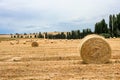 Large round hay bales in paddock.
