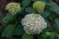 Large round lush white hydrangea flowers on green bush with big foliage. Perennial herb, summer Royalty Free Stock Photo