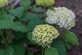 Large round lush white hydrangea flowers with green bush foliage, perennial herb, garden Royalty Free Stock Photo