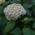 Large round lush white hydrangea flowers with green bush foliage, perennial plant, summer garden Royalty Free Stock Photo