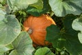 Large round orange pumpkin in large green leaves of a bush in the garden in the fall or farm before harvest. The main attribute of