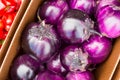 Large round purple eggplant Royalty Free Stock Photo