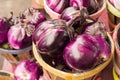 Large round purple eggplants Royalty Free Stock Photo