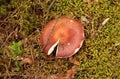 Large round red russula on a background of green moss Royalty Free Stock Photo