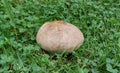 Purple-spored puffball mushroom growing in clover grass field Royalty Free Stock Photo