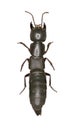 Large Rove Beetle Ocypus on white Background Royalty Free Stock Photo